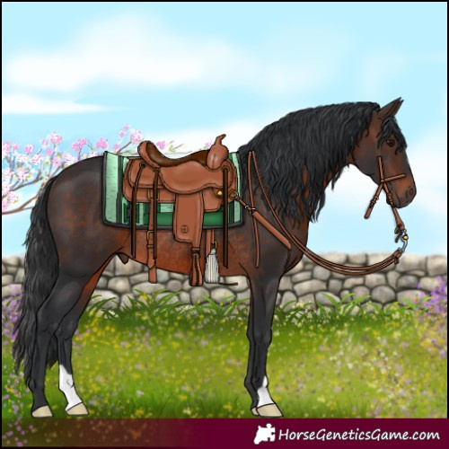 Horse Color:Brown Rabicano 