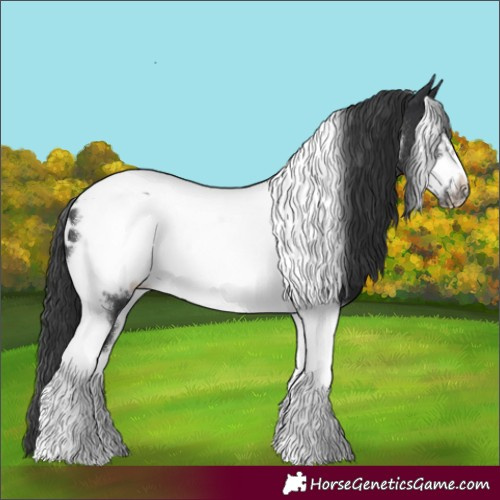 Horse Color:Black Tobiano Frame Appaloosa