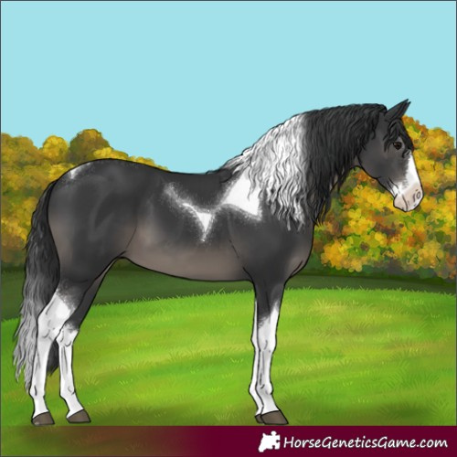 Horse Color:Black Splash Tobiano 