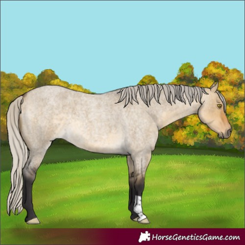 Horse Color:Silver Buckskin Roan Dun