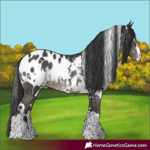 Horse Color:White Spotted Black Mushroom Appaloosa Rabicano