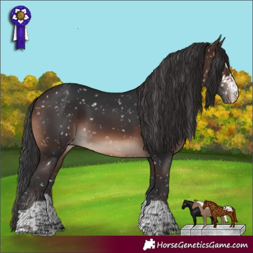 Horse Color:Brown Mushroom Appaloosa 