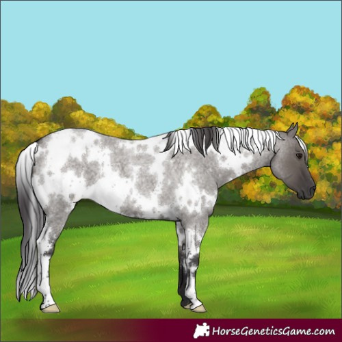 Horse Color:White Spotted Smoky Grullo Roan 