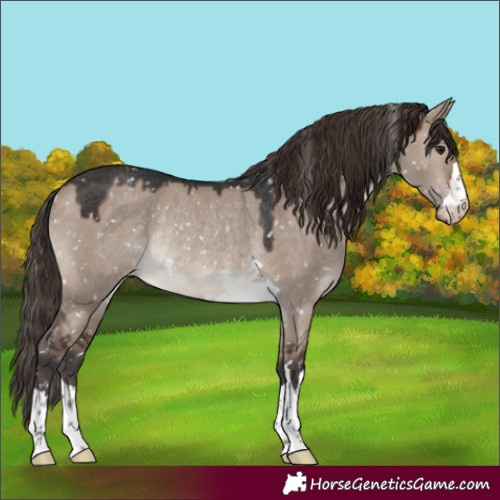 Horse Color:Brown Dun Mushroom Appaloosa Rabicano 