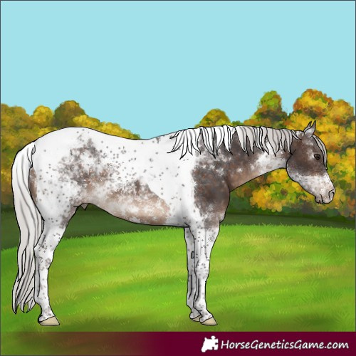 Horse Color:Silver Bay Tobiano