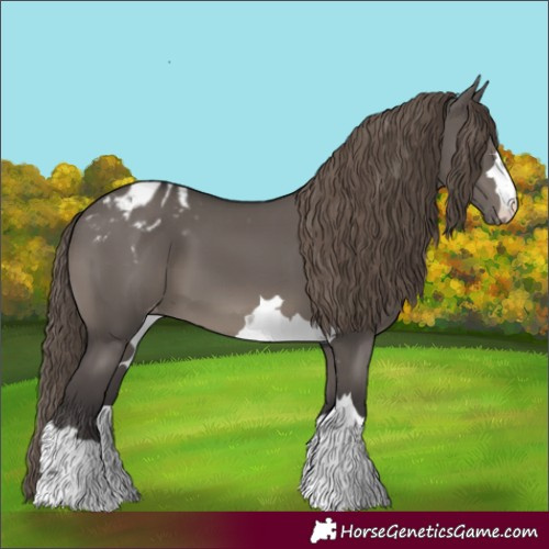 Horse Color:Smoky Grullo Appaloosa
