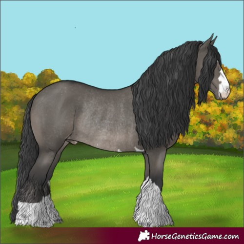 Horse Color:Grullo Appaloosa Rabicano
