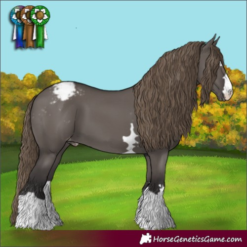 Horse Color:Smoky Grullo Appaloosa