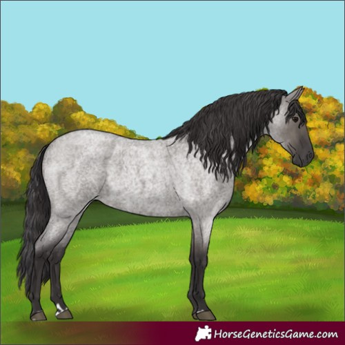 Horse Color:Smoky Grullo Roan