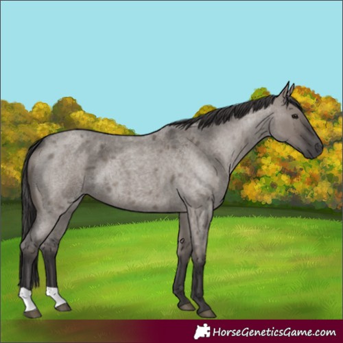 Horse Color:Smoky Grullo Roan 
