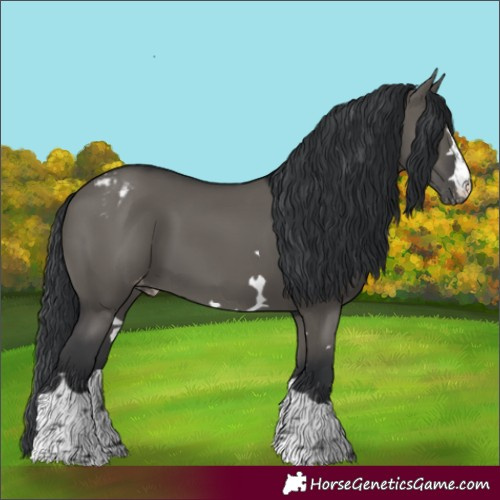 Horse Color:Grullo Appaloosa