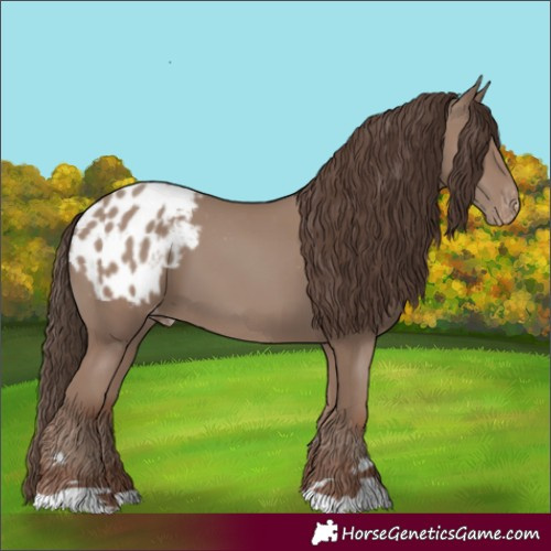 Horse Color:Classic Champagne Appaloosa