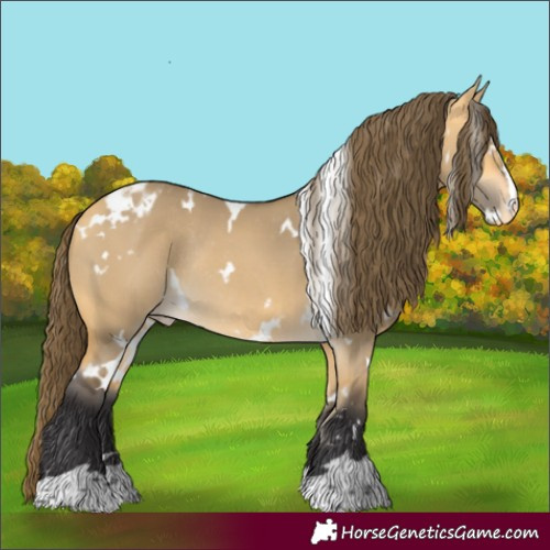 Horse Color:White Spotted Buckskin Dun Appaloosa Rabicano 