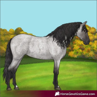 Horse Color:Smoky Grullo Roan