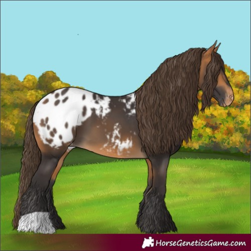 Horse Color:Buckskin Appaloosa