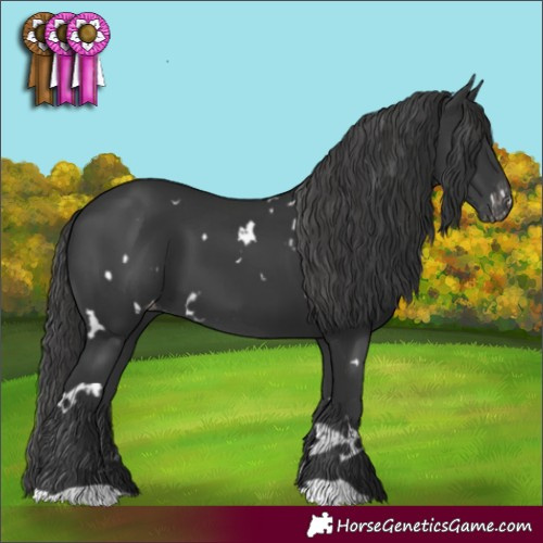 Horse Color:White Spotted Black Appaloosa 