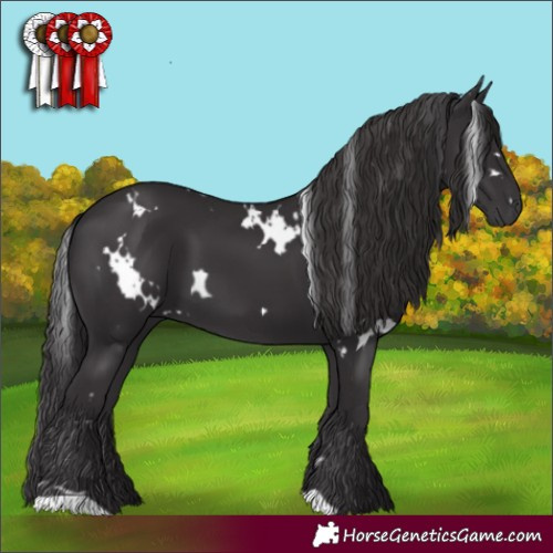 Horse Color:White Spotted Smoky Black