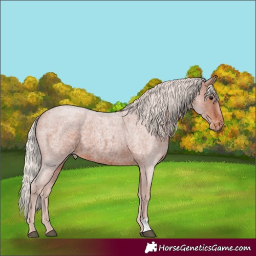Horse Color:Silver Brown Roan Appaloosa Rabicano