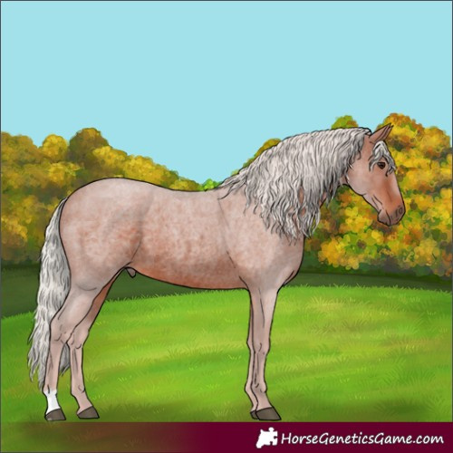 Horse Color:Silver Brown Roan 