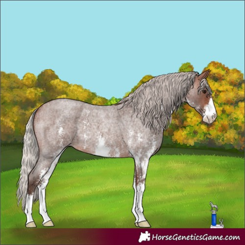 Horse Color:Silver Brown Roan Sabino 