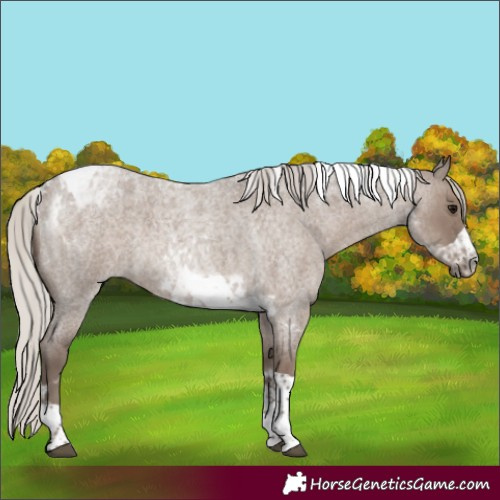 Horse Color:Silver Grullo Roan Tobiano