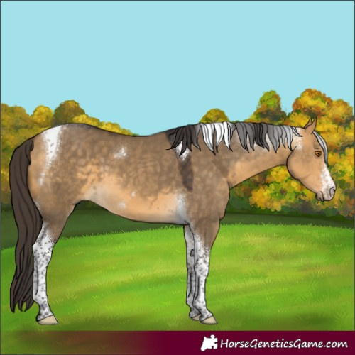 Horse Color:White Spotted Buckskin Dun Tobiano 