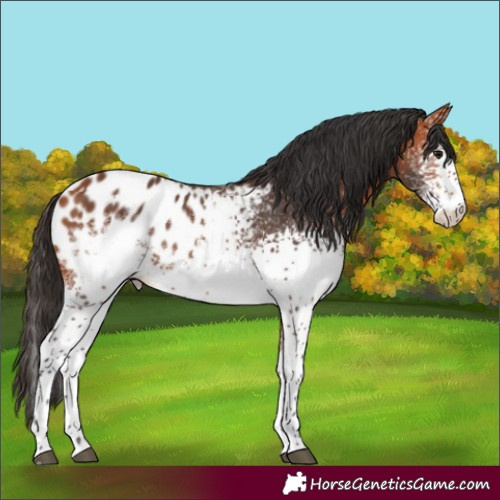 Horse Color:White Spotted Bay Appaloosa