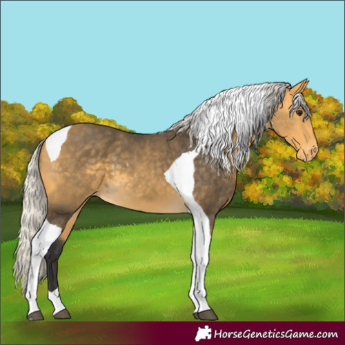 Horse Color:Silver Buckskin Tobiano Skewed Appaloosa