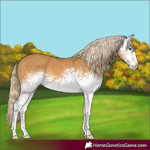 Horse Color:White Spotted Palomino Skewed Appaloosa 