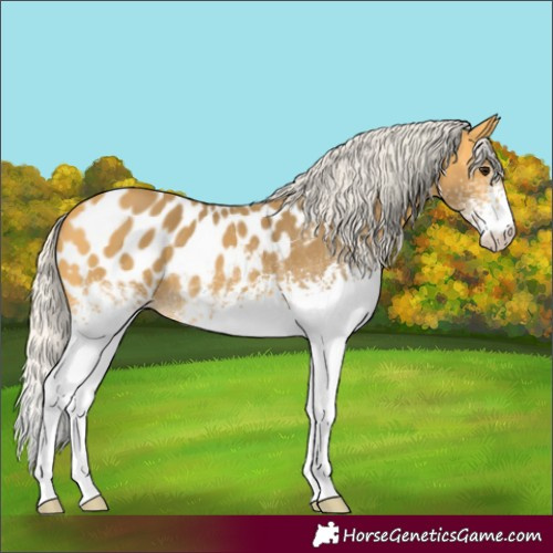 Horse Color:White Spotted Silver Buckskin Appaloosa 