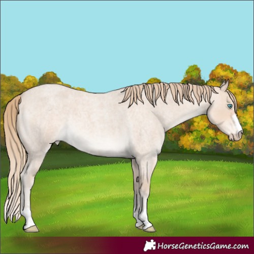 Horse Color:Perlino Roan