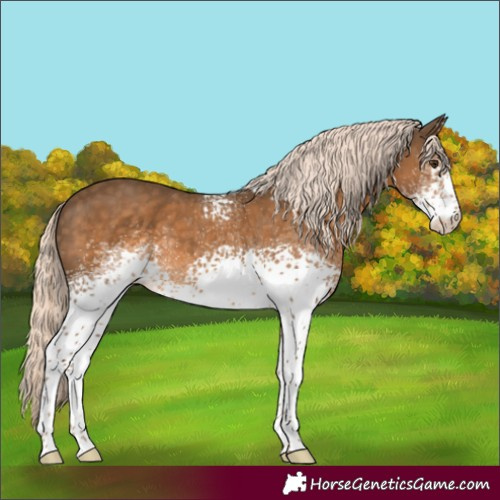 Horse Color:White Spotted Chocolate Palomino Skewed Appaloosa
