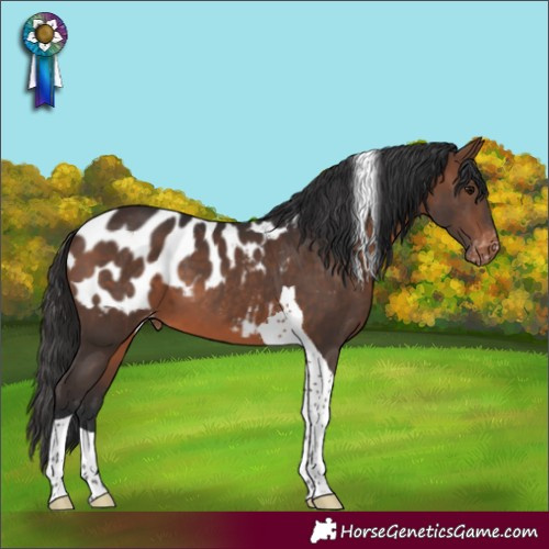 Horse Color:Brown Tobiano Appaloosa