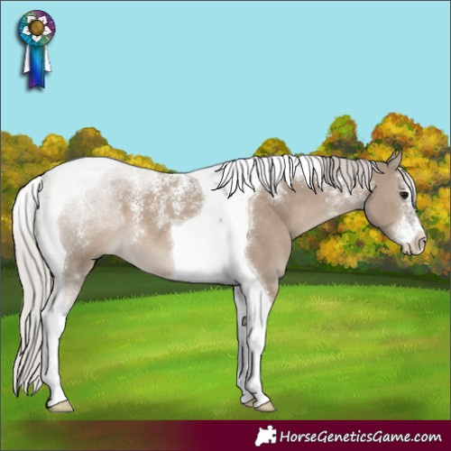 Horse Color:Powder White Silver Grullo Tobiano 