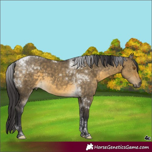 Horse Color:Buckskin Dun Tobiano