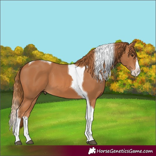 Horse Color:Chestnut Splash Tobiano 