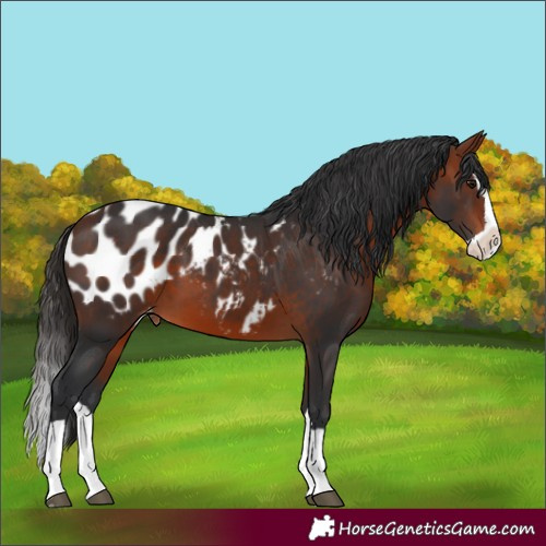 Horse Color:Bay Splash Appaloosa 