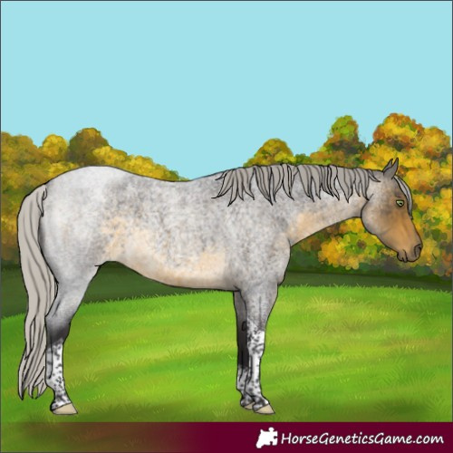 Horse Color:Silver Buckskin Roan Tobiano Rabicano 