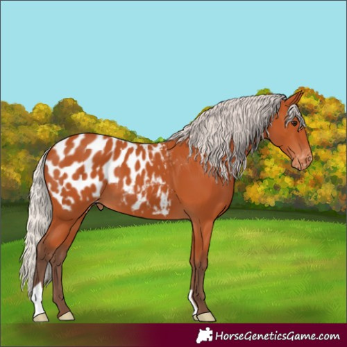Horse Color:Silver Bay Appaloosa 