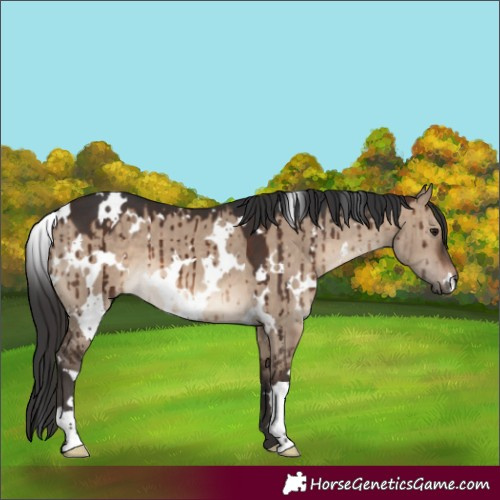 Horse Color:White Spotted Brown Dun Brindle