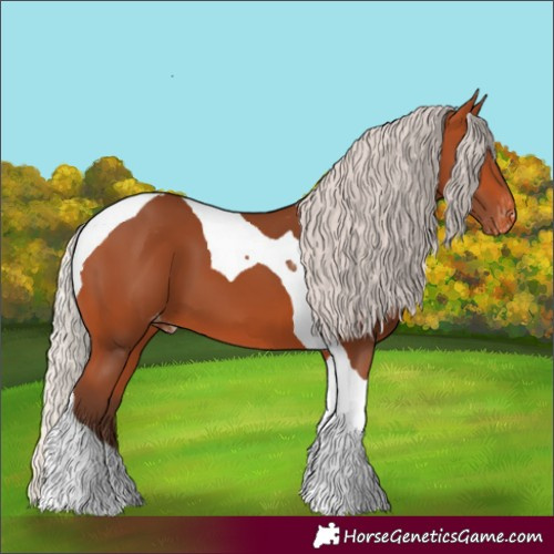 Horse Color:Silver Bay Tobiano Skewed Appaloosa 