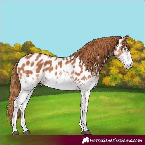 Horse Color:White Spotted Chestnut Sabino Appaloosa Rabicano