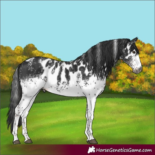Horse Color:Powder White Gray White Spotted Liver Chestnut Skewed Appaloosa Rabicano 