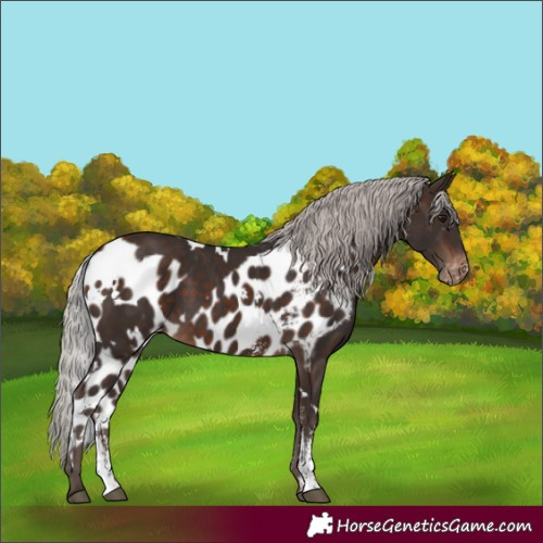 Horse Color:White Spotted Silver Brown Sabino Skewed Appaloosa Rabicano