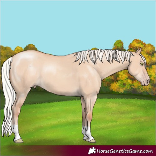 Horse Color:Silver Amber Champagne Dun
