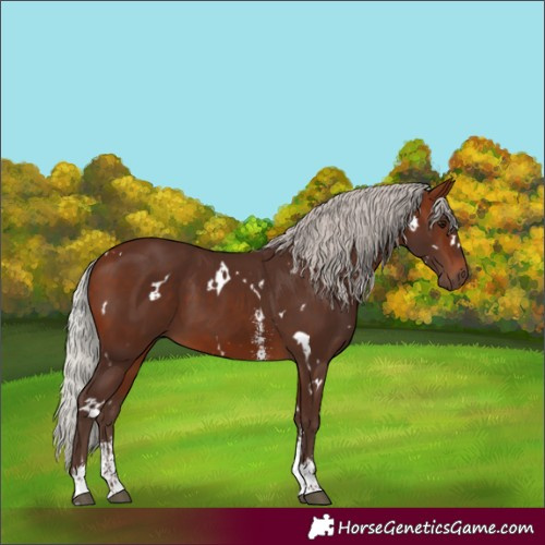 Horse Color:White Spotted Silver Bay Sabino