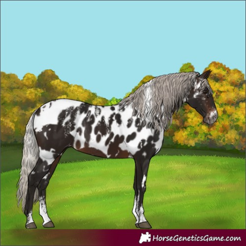 Horse Color:Powder White Gray White Spotted Silver Bay Skewed Appaloosa Rabicano 