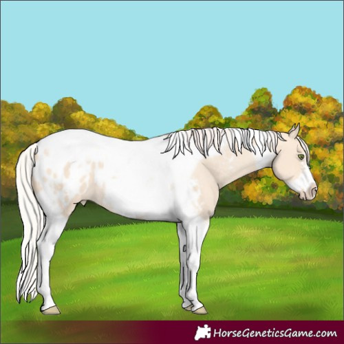 Horse Color:Silver Amber Champagne Dun Tobiano Frame Appaloosa 