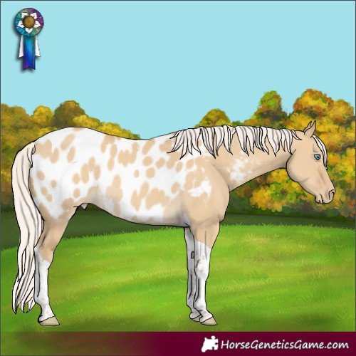 Horse Color:Silver Classic Cream Champagne Dun Tobiano Appaloosa Rabicano 