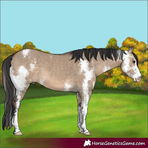Horse Color:Brown Dun Sabino 